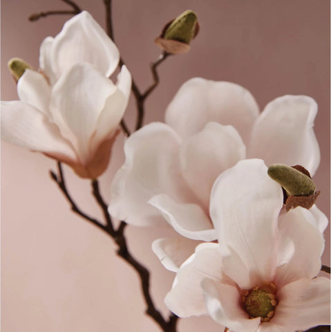 Magnolia Willow Dishwashing Liquid